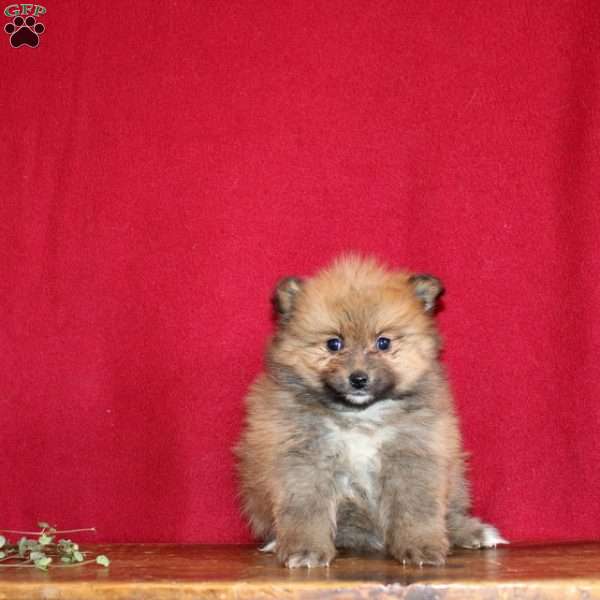 Jovie, Pomeranian Puppy